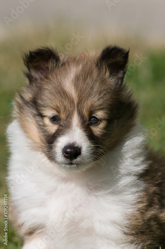 Portrait of nice puppy - sheltie
