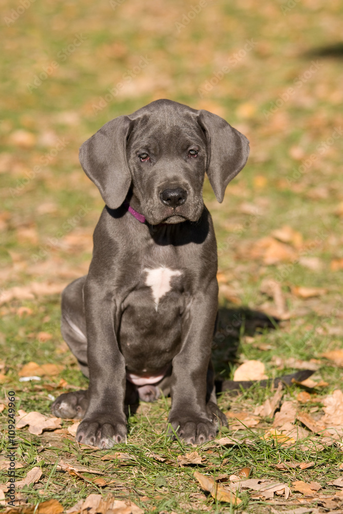 Portrait of nice posing puppy-great dane