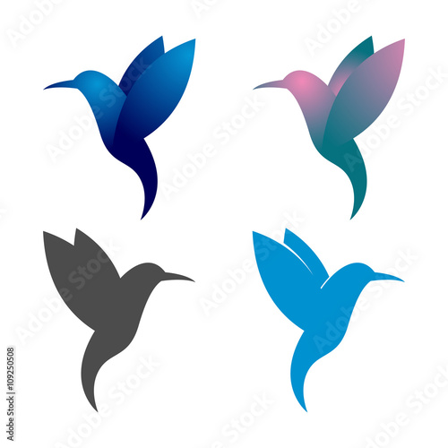 Colorful Colibri Bird Flying Beautiful Illustration