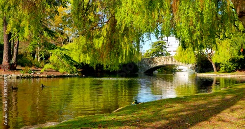 4K Pond with Ducks and Arch Rock Bridge with Willow Trees