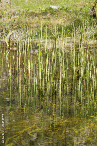 green reed growing on the lake and reflecting on the water surface in spring