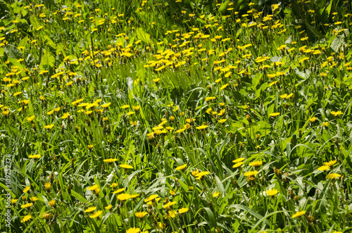 dandelions