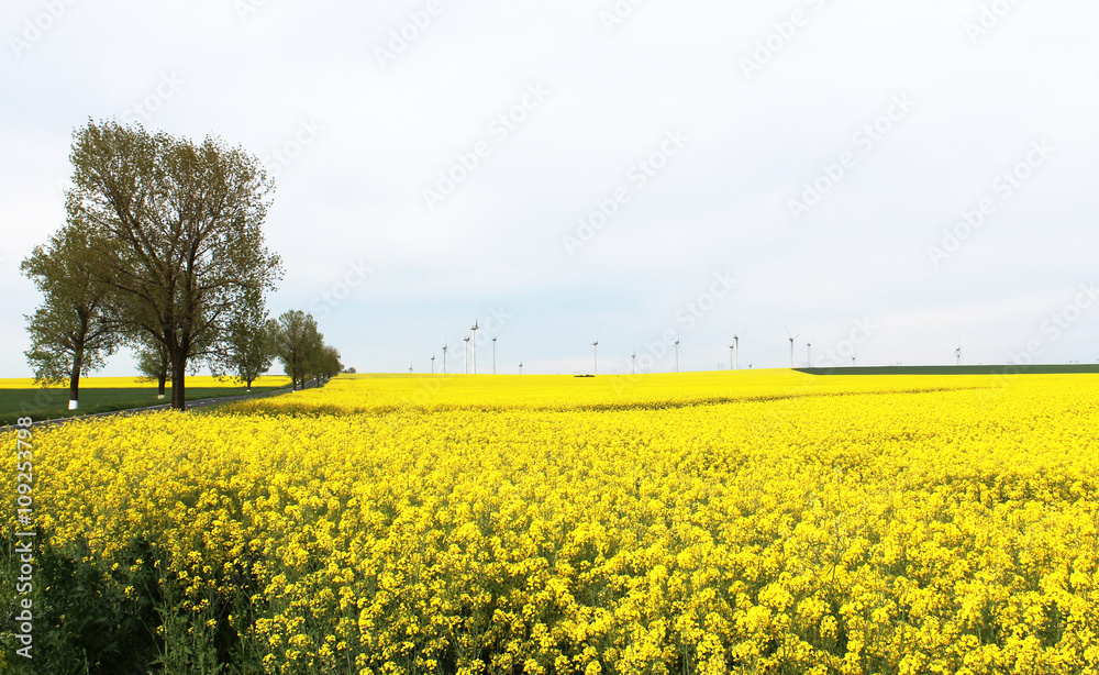 Oilseed rape field with trees on a sunny spring day Oilseed rape field with trees on a sunny spring day