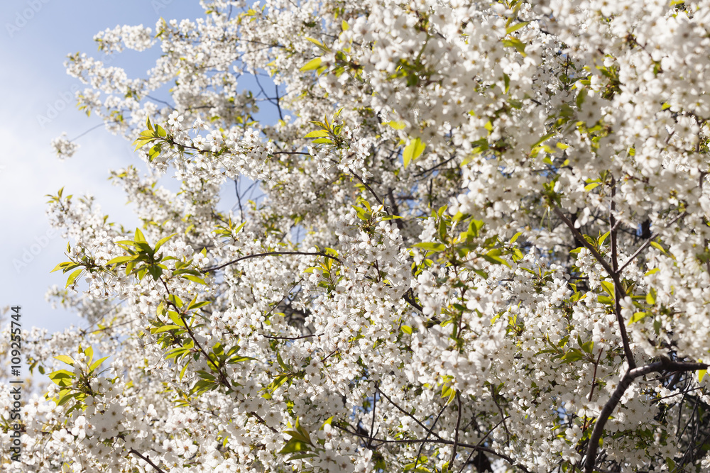 Sakura Flower or Cherry Blossom With Beautiful Nature Background Sakura Flower or Cherry Blossom With Beautiful Nature Background