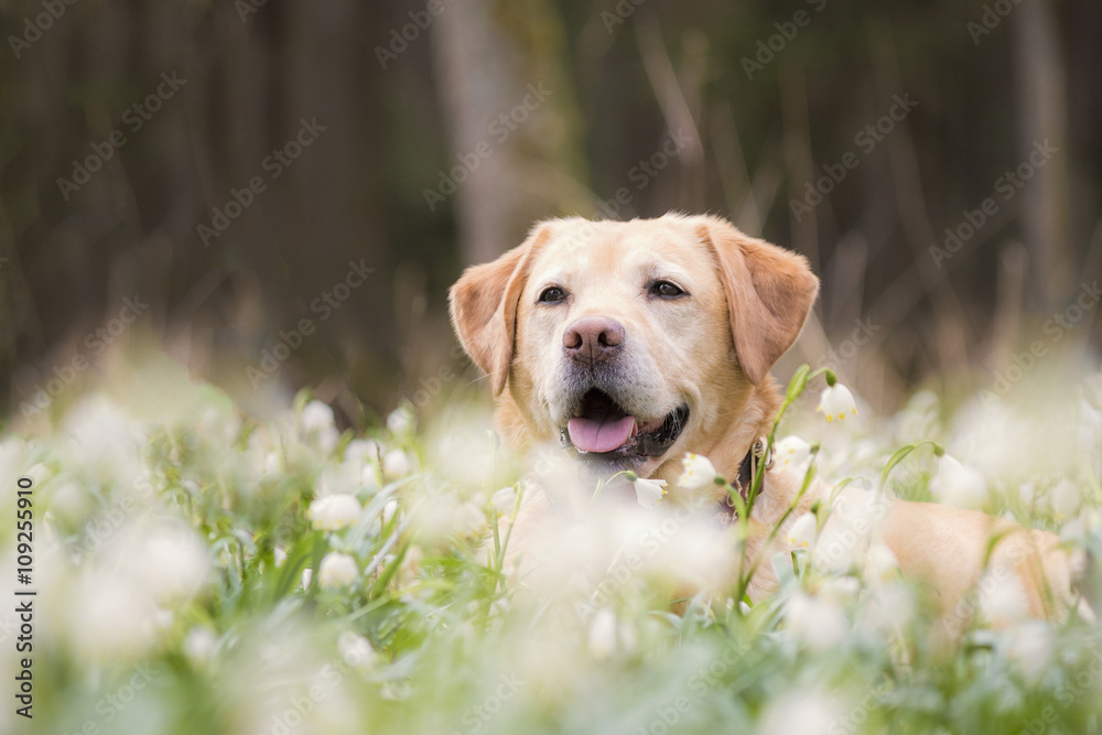 Labrador liegt in einem Feld voller Schneeglöckchen