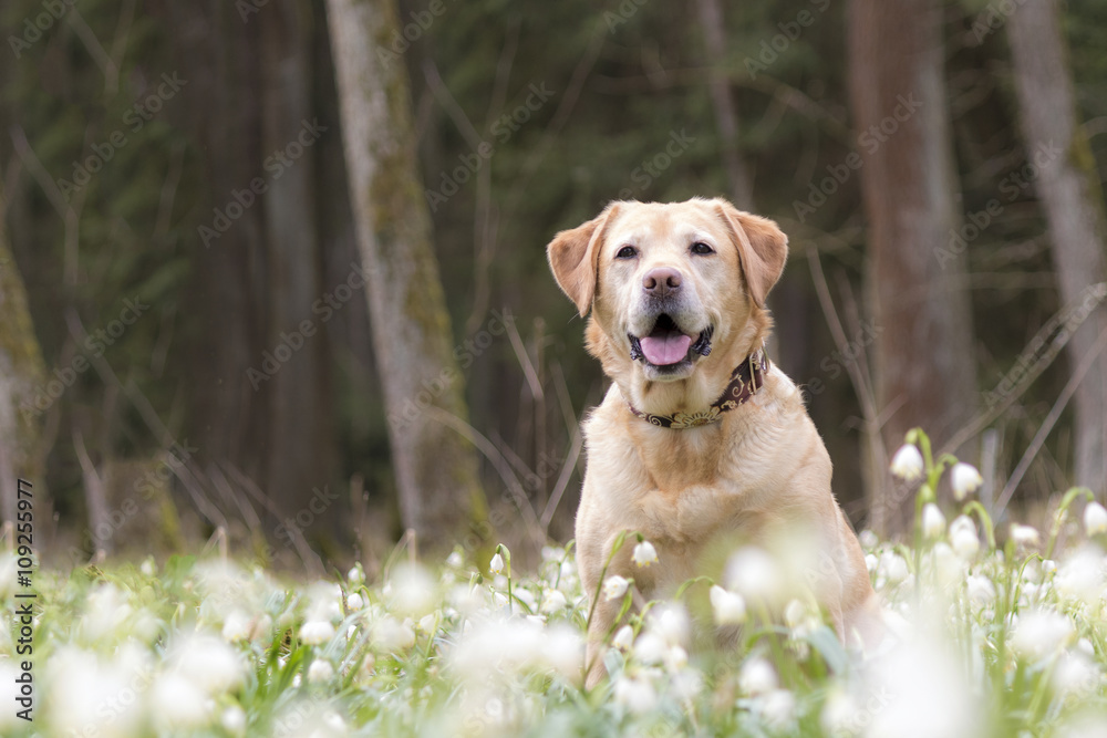 Labrador sitzt in einem Fled voller Schneeglöckchen