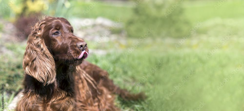 Fototapeta premium Funny dog website banner with copy space