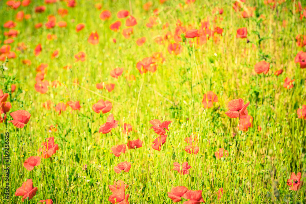 Red poppies in a summer meadow on sunny day