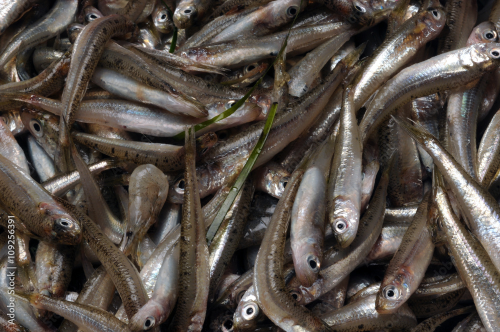 مچھلی بھون Fish fry Rbjih mladic Frijenno magnanno Frittura di paranza Fiskeyngel مچھلی بھون Fish fry Rbjih mladic Frijenno magnanno Frittura di paranza Fiskeyngel