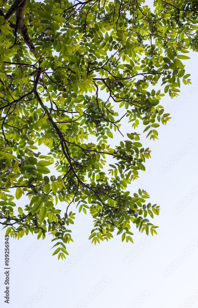 Green branches of the walnut tree Green branches of the walnut tree