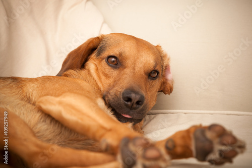 Cute dog on the couch