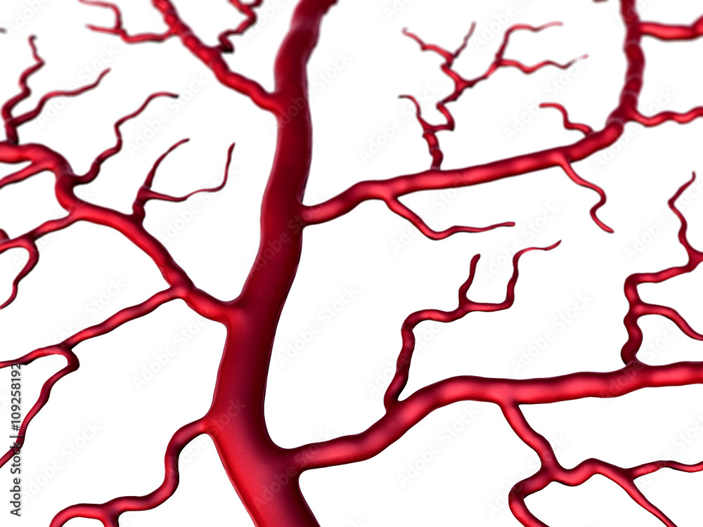 Capillary and cells, vein and Capillary, Capillary on the white background Capillary and cells, vein and Capillary, Capillary on the white background