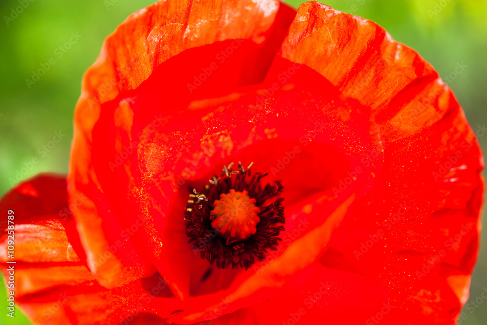 Closeup of the blooming red poppy flower Closeup of the blooming red poppy flower