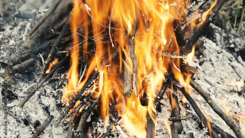 Burning wood, campfire macro video, close up of burning forest Burning wood, campfire macro video, close up of burning forest