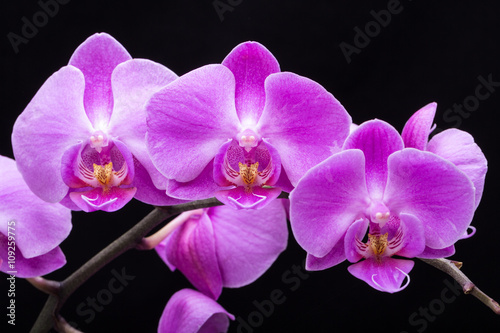 Pink streaked orchid flower  isolated on black background