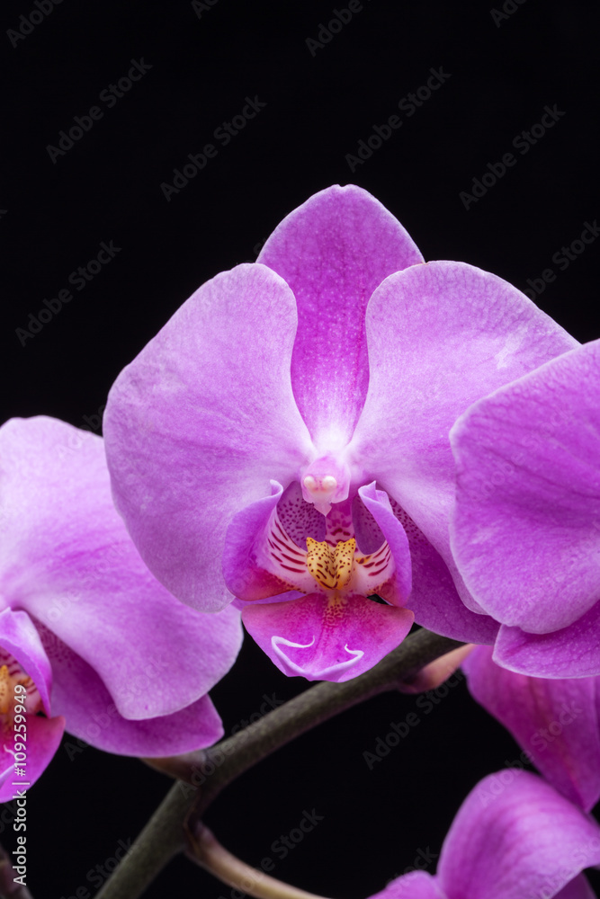 Obraz premium Kwiat różowy streaked orchid, na białym tle na czarnym tle