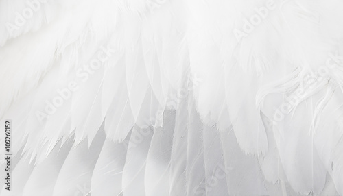 white wing