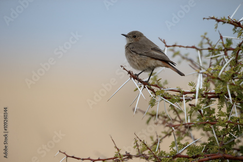 Familar chat, Cercomela familiaris photo