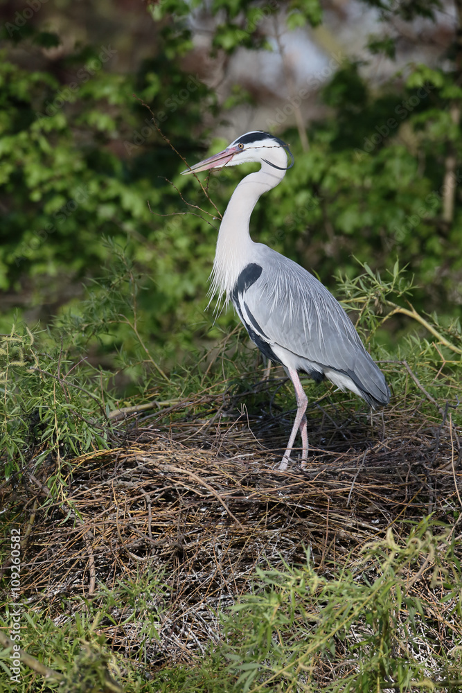 Fototapeta premium Grey heron, Ardea cinerea