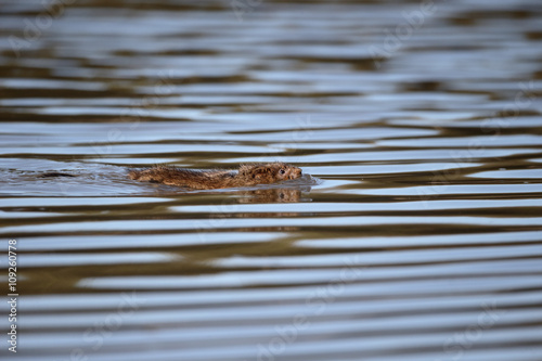 Water vole, Arvicola amphibius