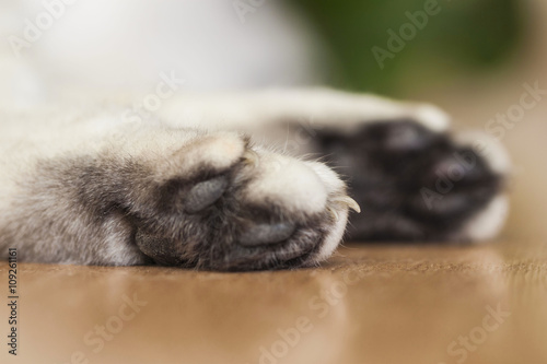 The paw of a lying British silver-colour cat