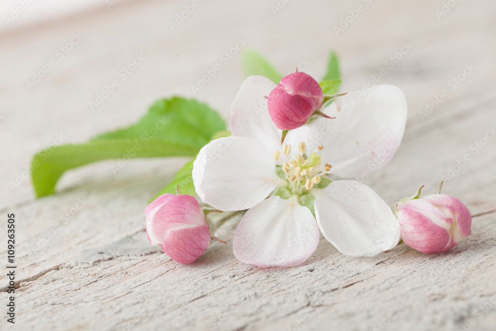 Apple blossom flowers on old white wood