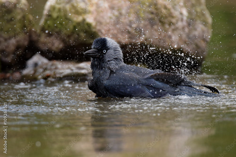 Fototapeta premium Western Jackdaw, Corvus monedula