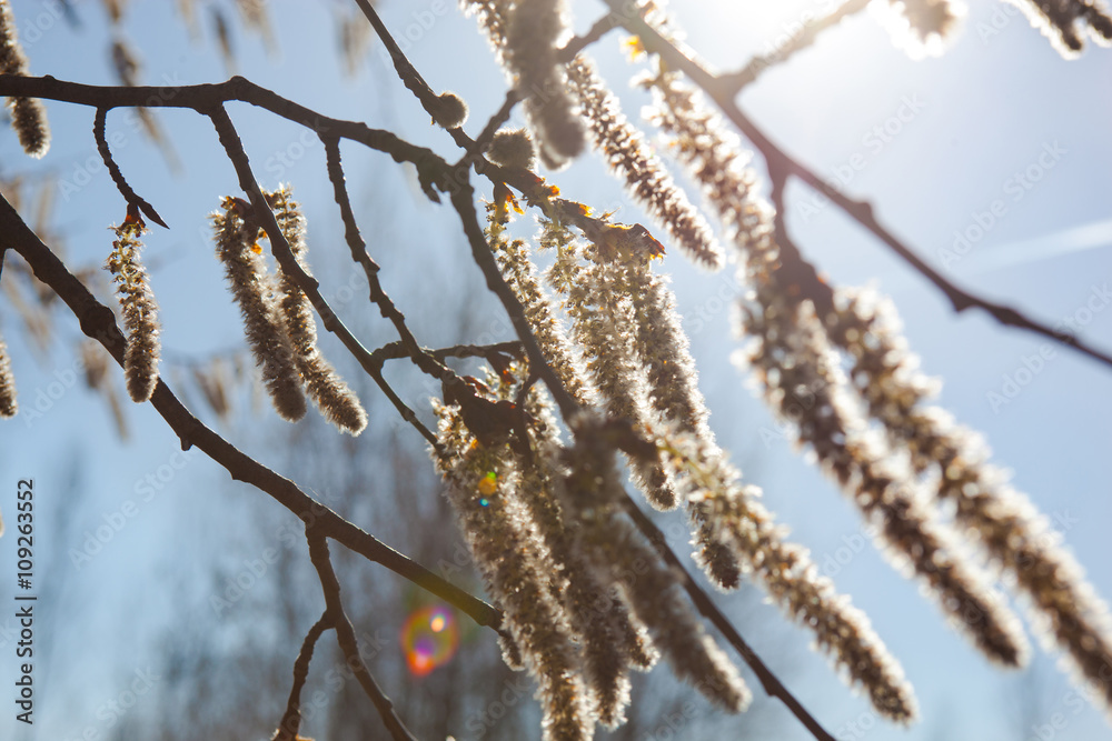 Naklejka premium Flowering catkins of a poplar