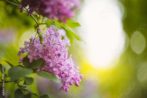 Purple lilacs in the lilac garden