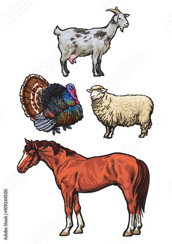Farming  pets  set of cattle from a village  horse  goat  turkey  sheep  Set of colored animals isolated on a white background  animal sketch hand-drawn  realistic animal products for sale