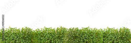 Hintergrund Blätterwald aus Kresse