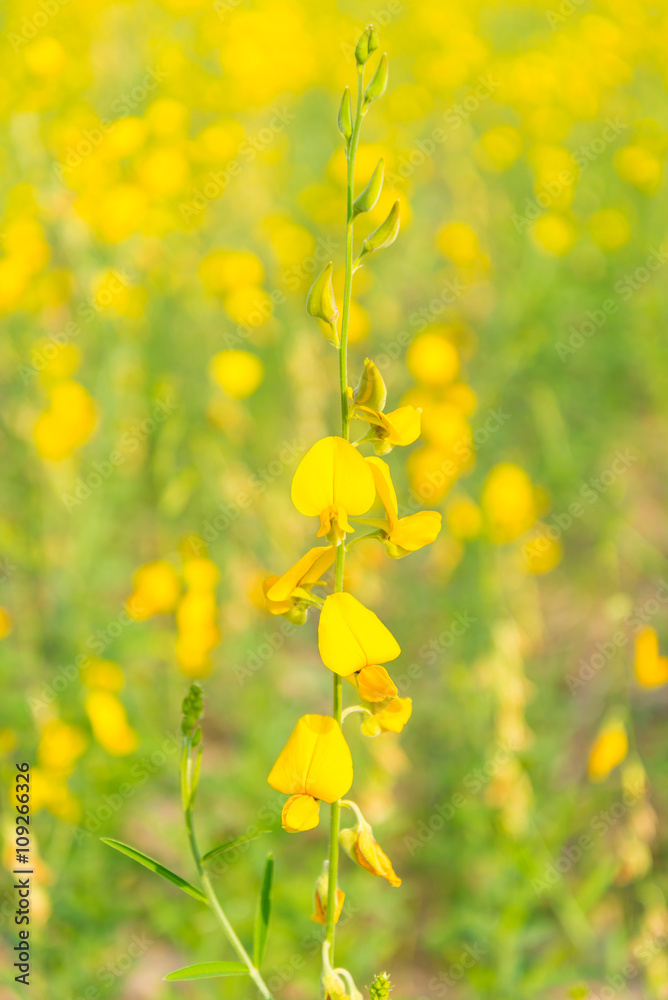 Obraz premium Yellow flowers