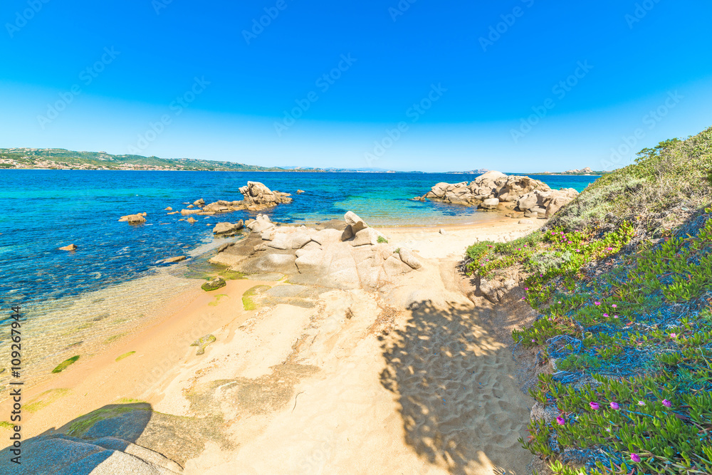 Obraz premium plants and sand in Cala dei Ginepri