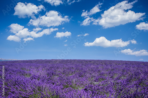Lavender flowers blooming field. Valensole, Provence, France, Europe.