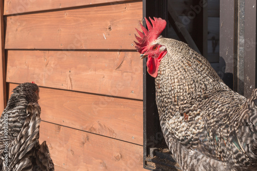 male  chicken  standing in farm