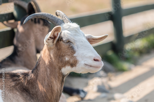 closeup   brown and  white  hair goat portrait in farm