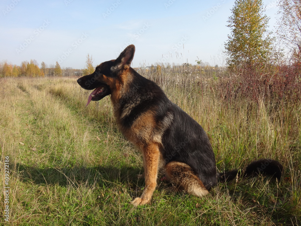 German shepherd dog in sunny autumn day German shepherd dog in sunny autumn day