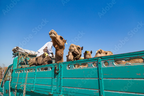 DARAW, EGYPT - FEBRUARY 6, 2016: Camels loaded on the back of the truck at Camel market. photo