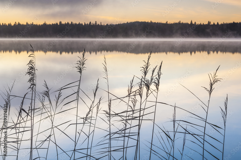 Reeds at lake Reeds at lake