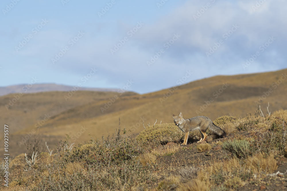 Naklejka premium South American Grey Fox (Lycalopex fulvipes) on a hillside in Torres del Paine National Park in the Magallanes region of southern Chile.