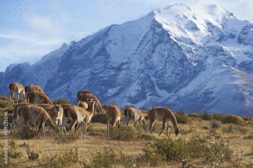 Herd of Guanaco (Lama guanicoe) grazing on a hillside in Torres del Paine National Park in the Magallanes region of southern Chile. © JeremyRichards