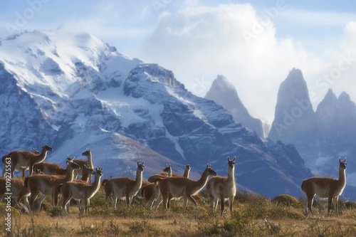 Herd of Guanaco (Lama guanicoe) grazing on a hillside in Torres del Paine National Park in the Magallanes region of southern Chile.