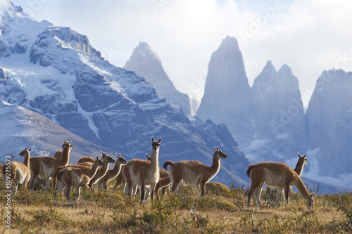 Tablou canvas Herd of Guanaco (Lama guanicoe) grazing on a hillside in Torres del Paine National Park in the Magallanes region of southern Chile
