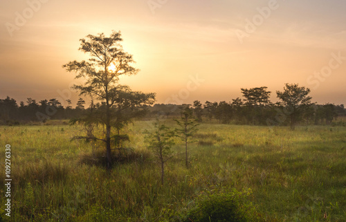 Dawn over Everglades Swamp