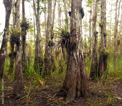 Slika na platnu Air Plants in Florida Everglades