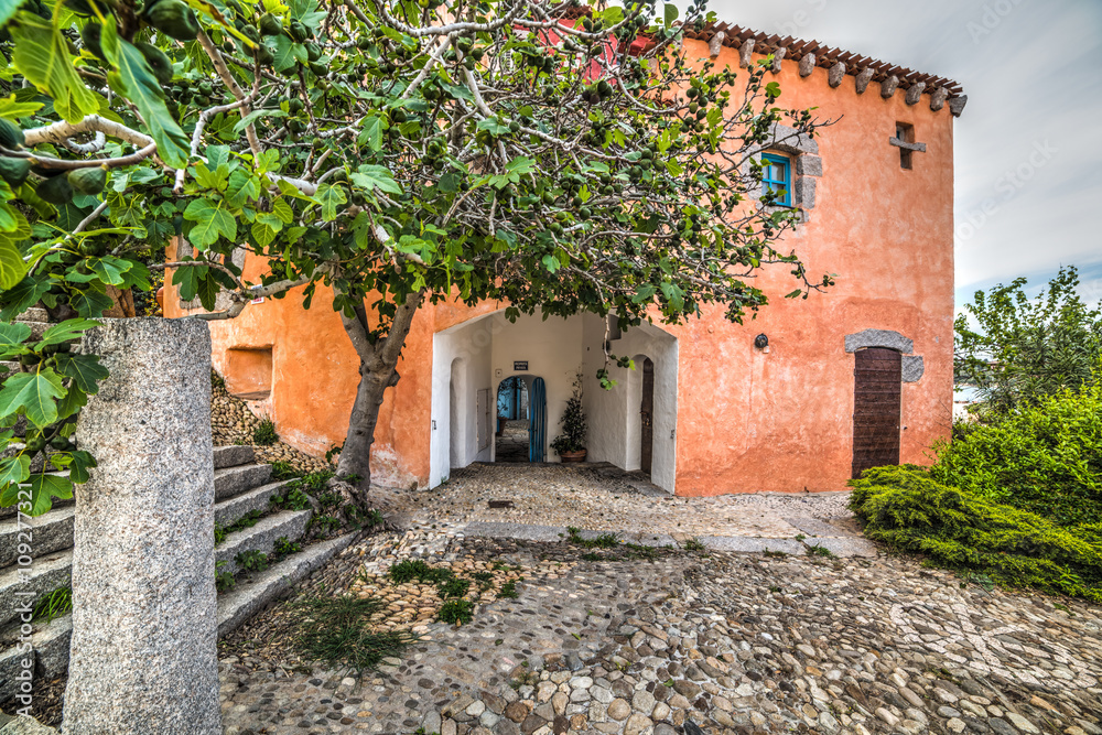 fig tree and rustic building in fig tree and rustic building in