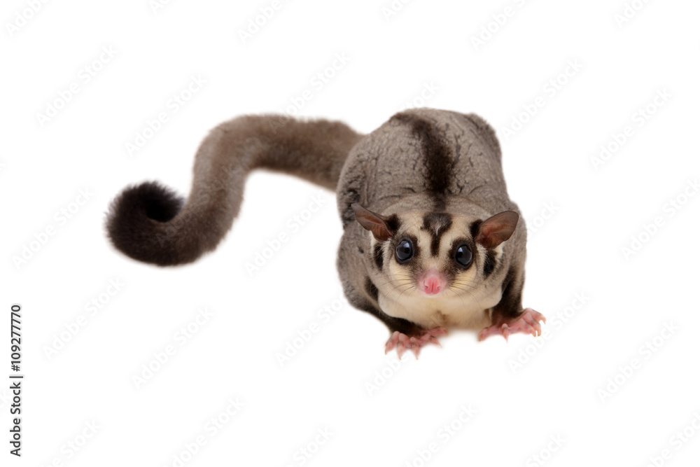 Fototapeta premium Little sugarglider looking forward.