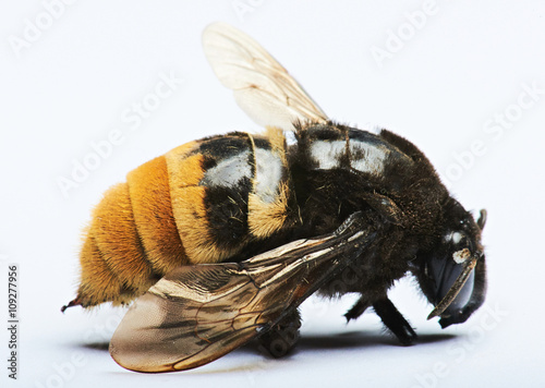 close up of bumblebee