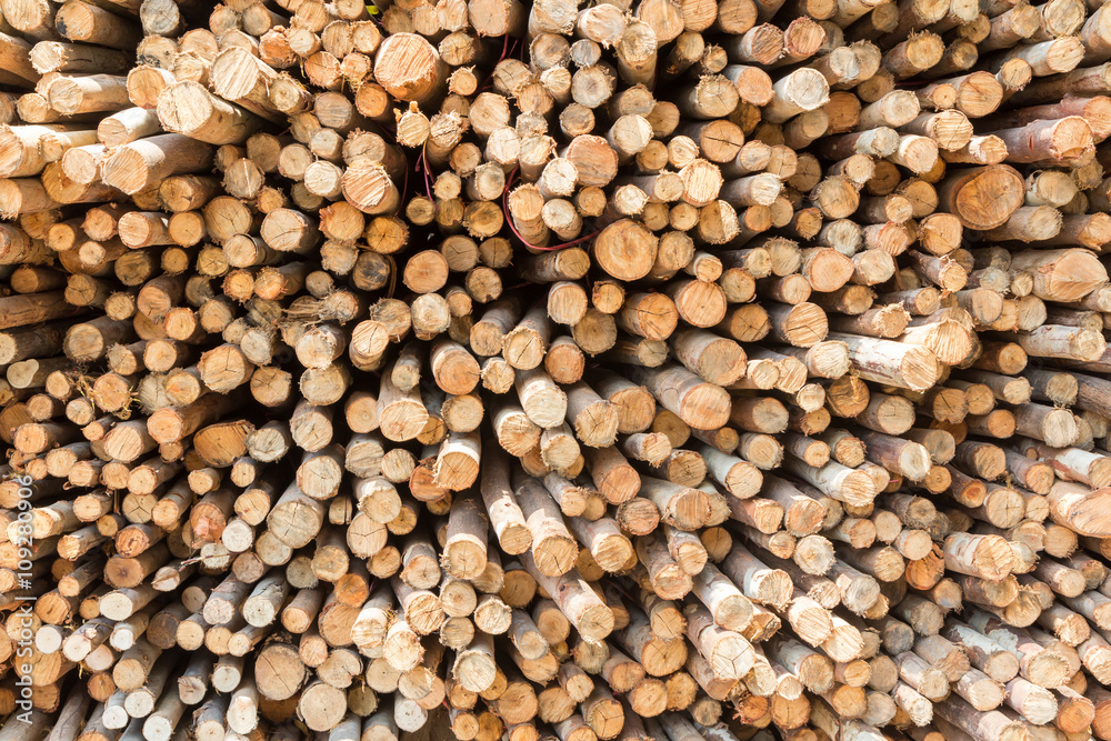 Stock of eucalyptus logs in a lumber yard