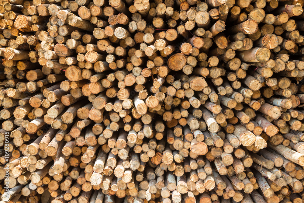 Stock of eucalyptus logs in a lumber yard